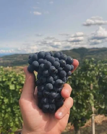 Uve Pinot Nero raccolte a Cascina Lodola