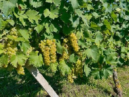 Vigna di Moscato Bianco sulle colline di Cascina Lodola